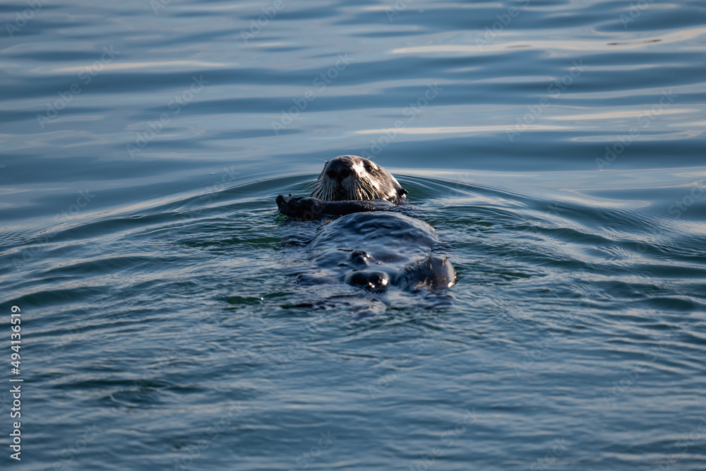 Fototapeta premium A Sea Otter swimming in the ocean