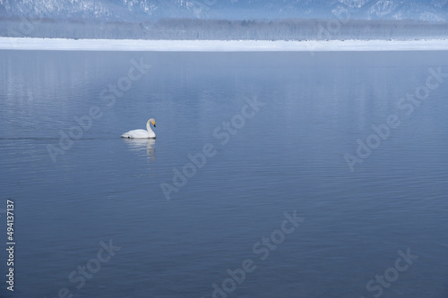 冬の穏やかな湖の一羽の白鳥。北海道の屈斜路湖で。