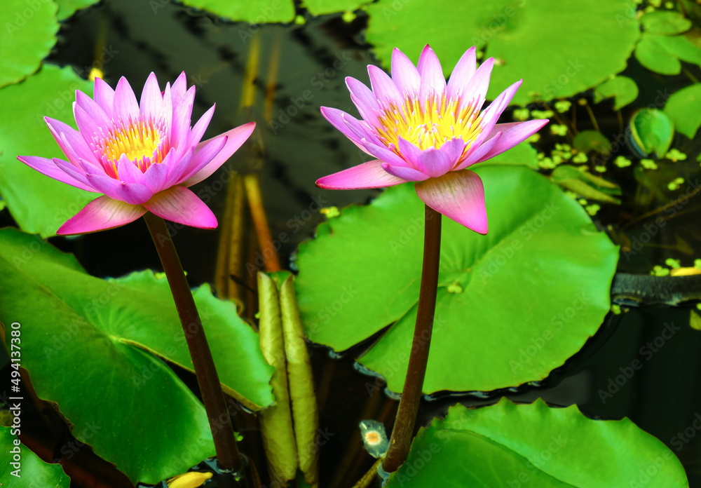 A photograph of two water lilies blooming in a pond on a summer evening. A photograph of two water lilies blooming in a pond on a summer evening.