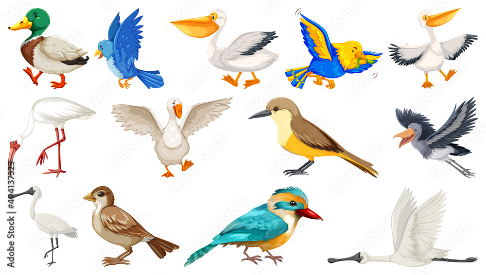 Naklejka premium Different kinds of birds collection