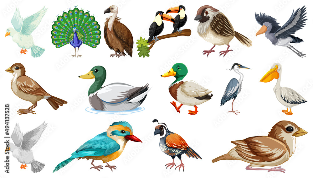 Naklejka premium Different kinds of birds collection