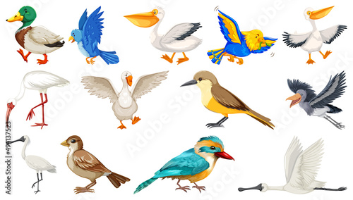 Different kinds of birds collection