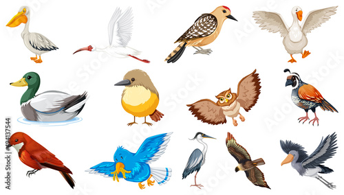 Different kinds of birds collection