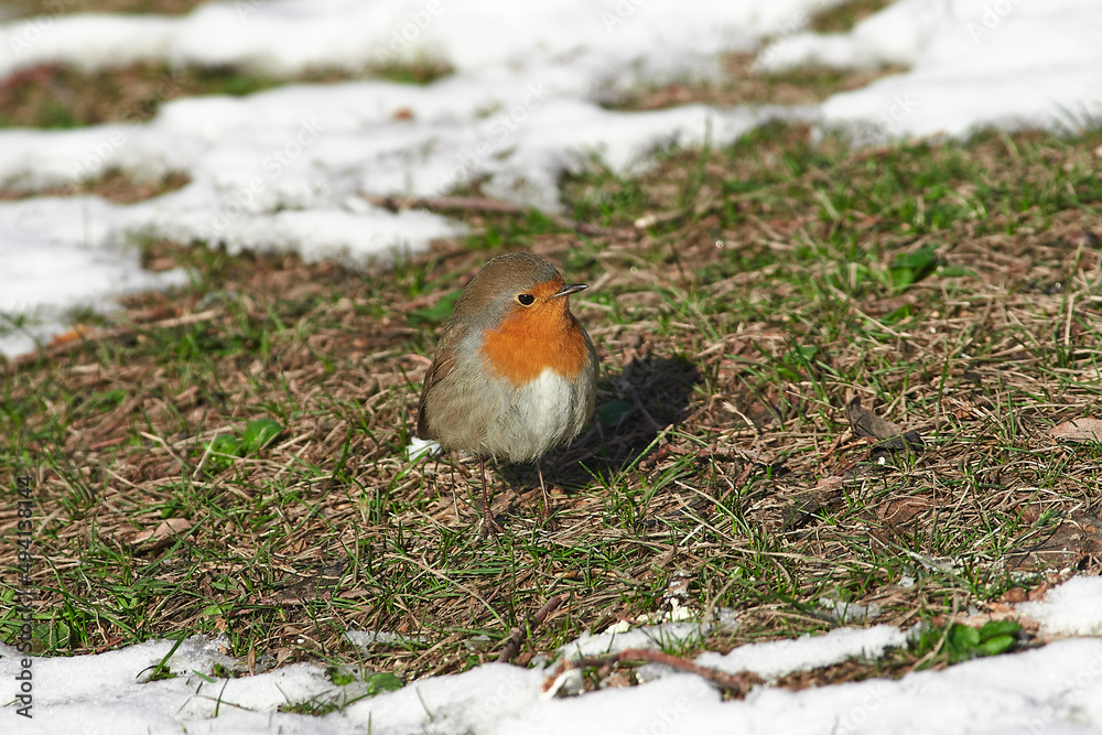 Erithacus rubecula sit on ground
European robin, robin, robin redbreast sit on snow Volgograd region, Russia Erithacus rubecula sit on ground
European robin, robin, robin redbreast sit on snow Volgograd region, Russia