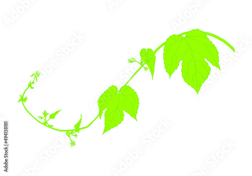 A blooming branch of hops. A hand drawn picture.
