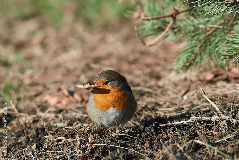 Erithacus rubecula sit on ground
European robin, robin, robin redbreast sit on snow Volgograd region, Russia Erithacus rubecula sit on ground
European robin, robin, robin redbreast sit on snow Volgograd region, Russia