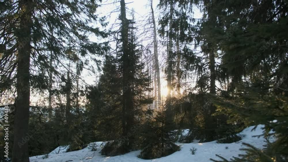 Winter in snow covered forest and sun shining between trees. Frosty sunny winter landscape in snowy pine forest, falling snow between pine trees Winter in snow covered forest and sun shining between trees. Frosty sunny winter landscape in snowy pine forest, falling snow between pine trees