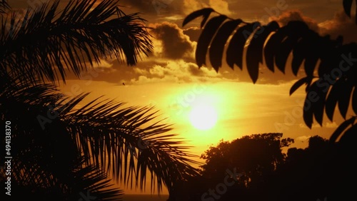 Amazing sunset with a frame of plants in Costa Rica with birds flying in the background, photo