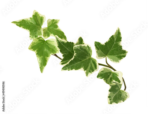 Closeup of ivy twig with small green leaves isolated