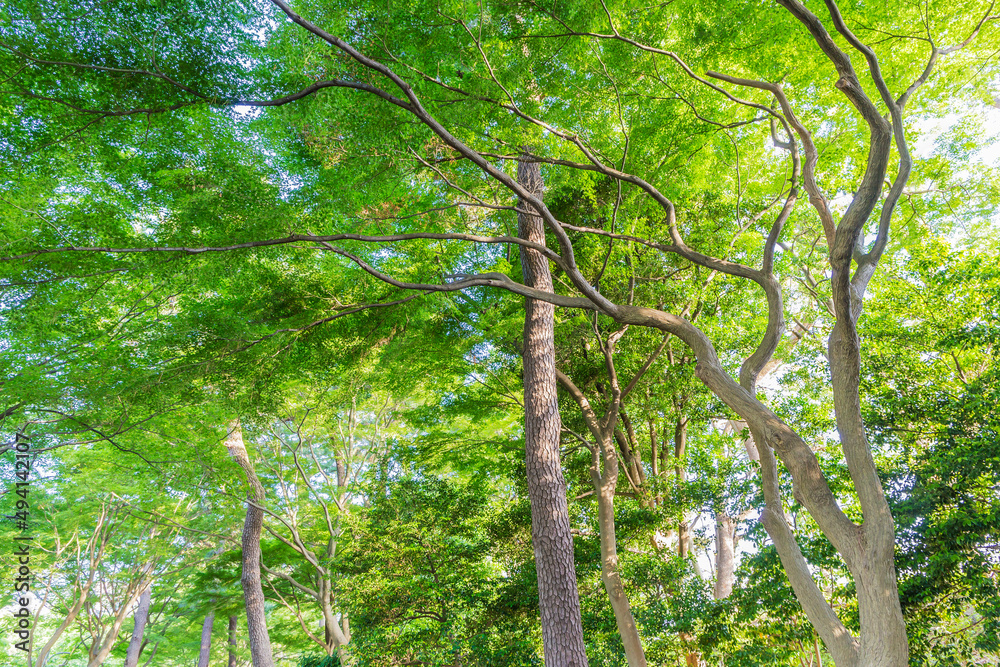 Naklejka premium 新緑 爽やか 植物 木 公園 皇居 日本庭園 