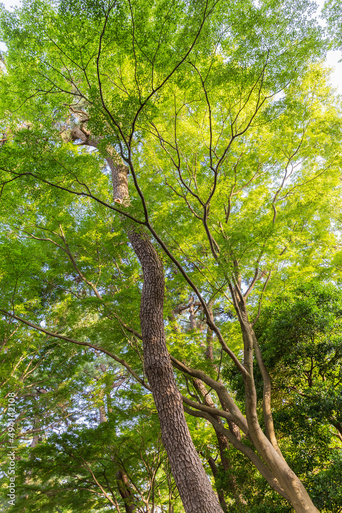 新緑　爽やか　植物　木　公園　皇居　日本庭園　