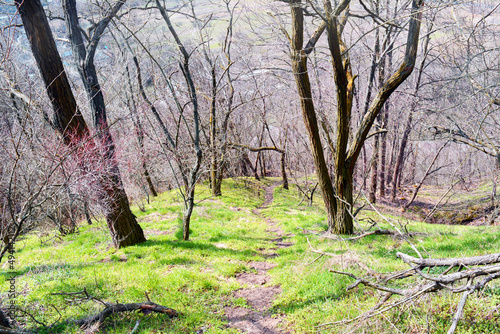 Ancient path through trees. Beautiful photo of wild nature.