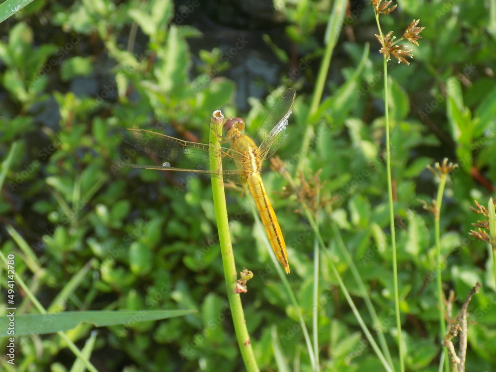 Closeup picture of dragonfly in the field Closeup picture of dragonfly in the field