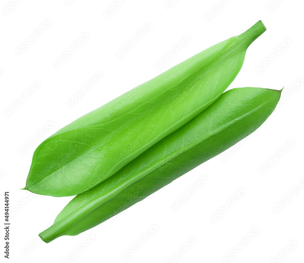 Close up of a leaf, lit from behind to show detail, Leaf Macro