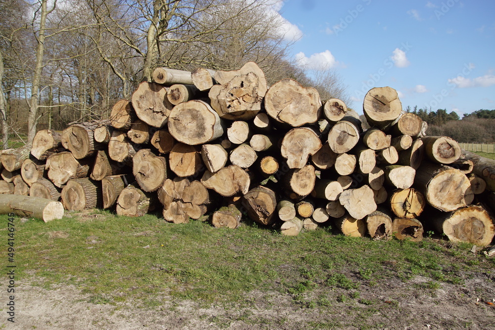 Harvesting of firewood or timber wood industry. A pile of sawn tree trunks, a lot of cutted logs. near meadow and forest. Spring, March, Netherlands, Bergen.
Harvesting of firewood or timber wood industry. A pile of sawn tree trunks, a lot of cutted logs. near meadow and forest. Spring, March, Netherlands, Bergen.