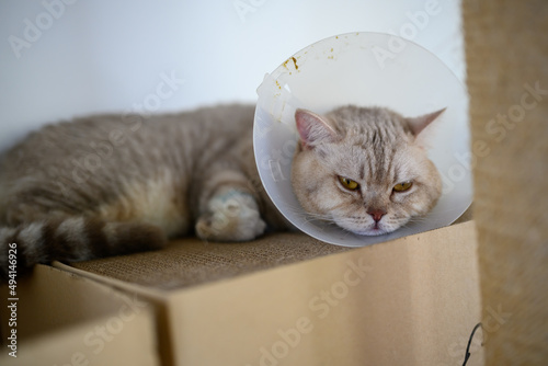 Fototapeta Naklejka Na Ścianę i Meble -  Young cat wears plastic collar to prevent licking, sleepy tabby It's sleeping on a cardboard box, Poor Sick Cat is tired of wearing a collar on its neck, British Shorthair is sick.