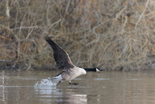 Canada goose landing or taking off on a pond in early morning