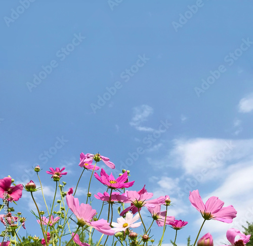 Pink Blooming Cosmos Flowers on a Blue Sky Background 