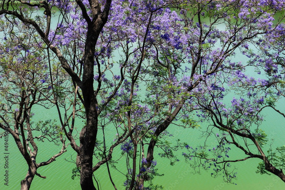 Fototapeta premium Jacarandas en fleurs 