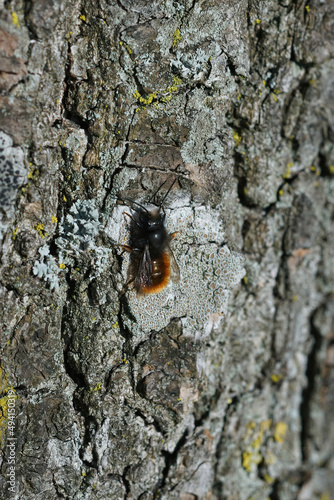 Closeup on a colorful male European orchard mason bee, Osmia cornuta, warming up in the sun against a tree trunk