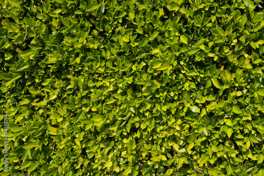 Obraz premium Natural background of green leaves. Grass wall texture and background, nature, green background. Organic textured foliage.