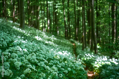 White carpet of blooming bear's garlic in the Carpathian forest. Fragrant edible plant in natural environment