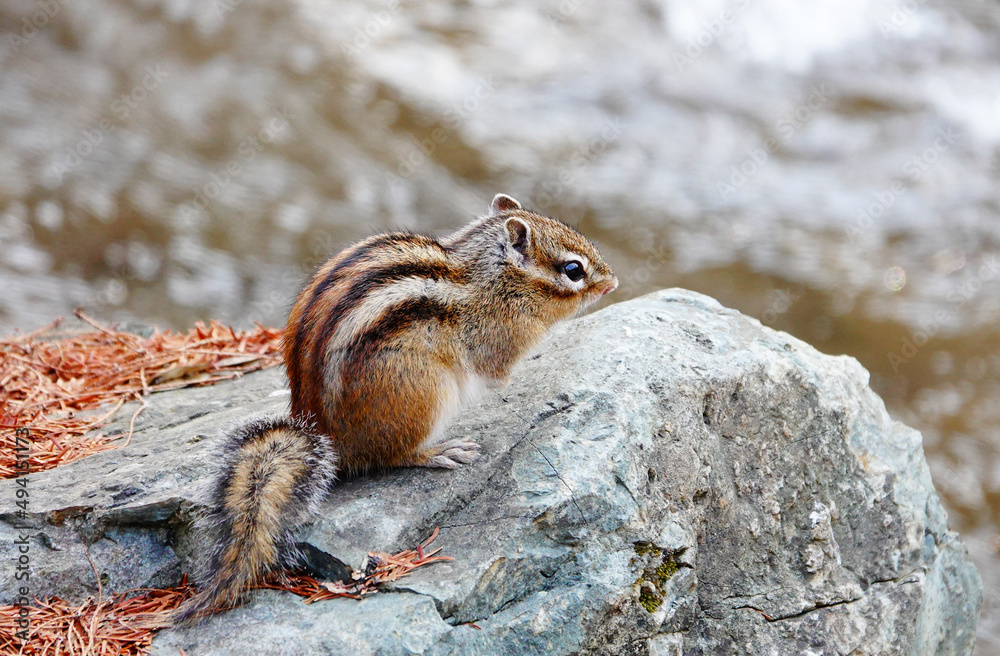봄 햇살을 받으며 바위에 앉아 묘기를 보여주는 귀여운 다람쥐 한 마리