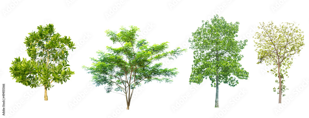 Collection of trees in the tropical jungle of Asia on a white background.