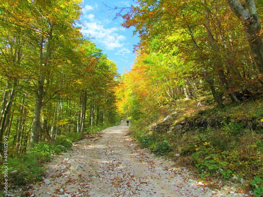Obraz premium Road leading up to Zelenica in Slovenia surrounded by autumn red, yellow and green european beech temperate, deciduous forest