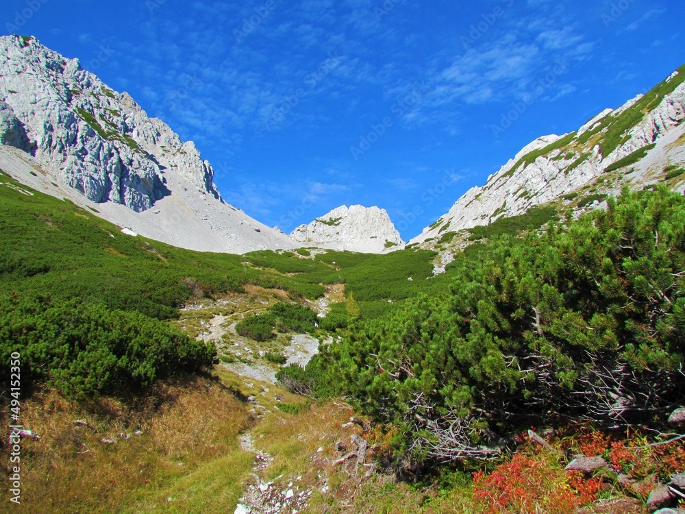 Fototapeta premium Mountain trail leading through a high alpine landscape with mountain meadow and creeping pinein autumn towards mountain Palec in Karavanke mountains in Gorenjska, Slovenia