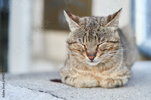street gray cat sleeps on the steps in Herceg Novi