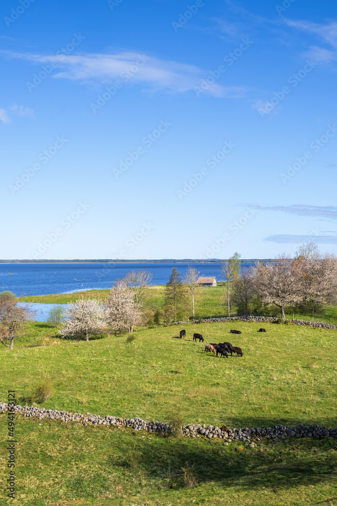 Fototapeta premium Cattles on a meadow by a lake in a beautiful cultural landscape