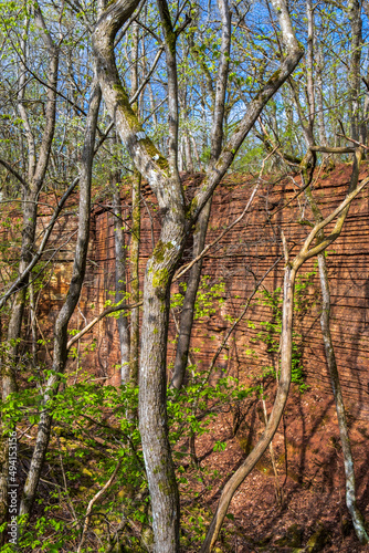 Budding trees in an old quarry