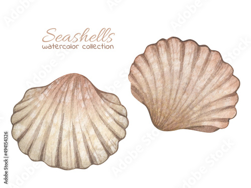 Watercolor illustrations with vintage seashells isolated on white background. Marine collection.