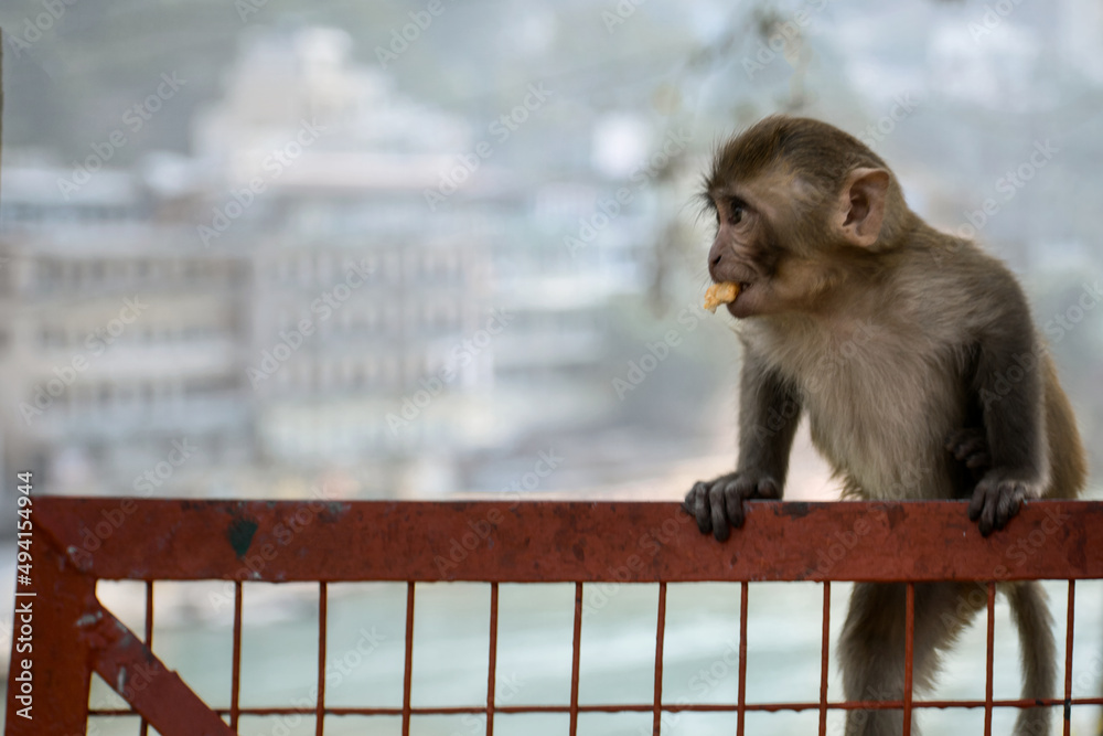 Naklejka premium Monkey