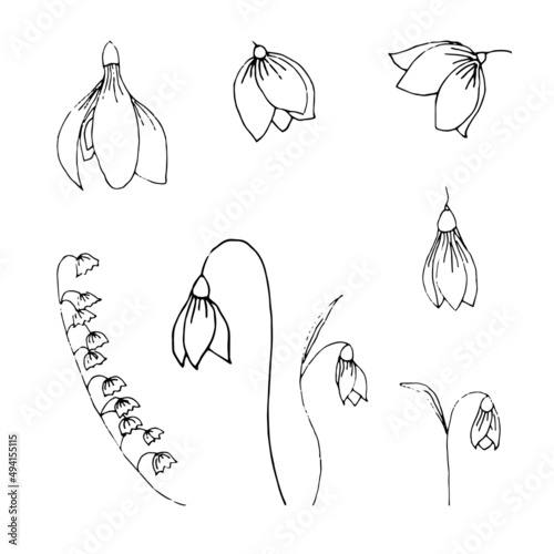 Hand drawn set of wild flowers. Field flowers. Snowdrops. Liner