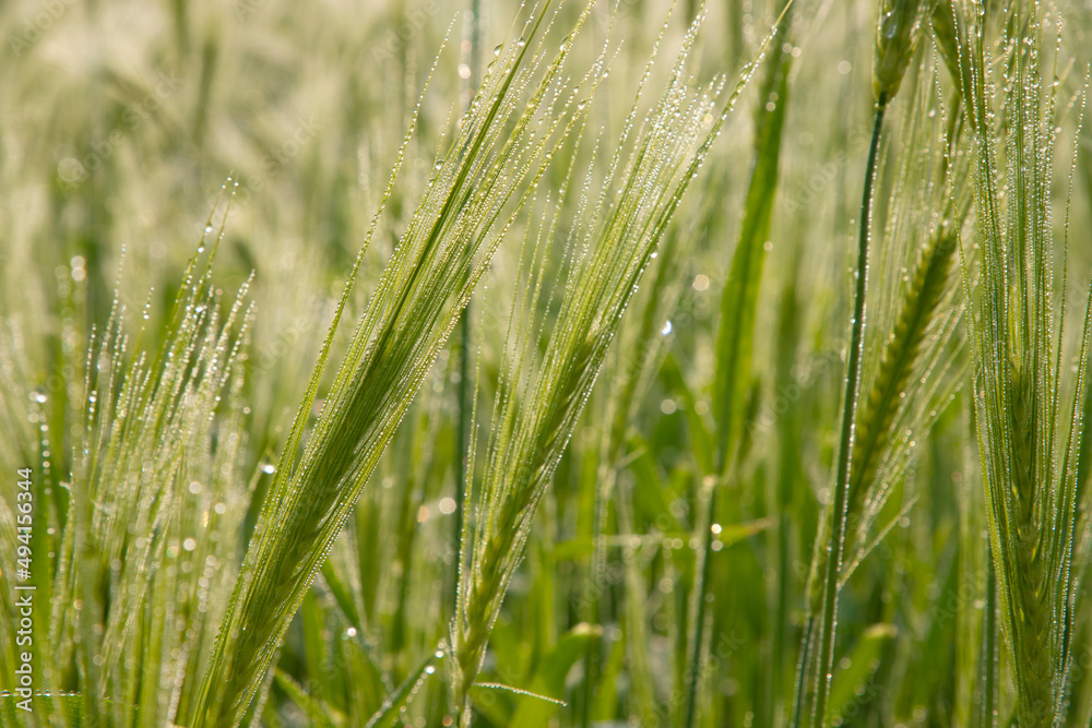 Close-up Dewdrops-wet Green Barley Plant with Winter Morning Golden Sunrise landscape view. Raw Barley Agriculture Plantation Landscape view.
Close-up Dewdrops-wet Green Barley Plant with Winter Morning Golden Sunrise landscape view. Raw Barley Agriculture Plantation Landscape view.