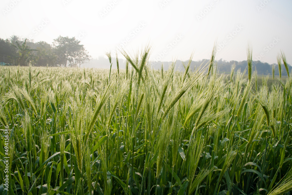 Dewdrops-wet Green Barley Plant field in the field with Winter Morning Golden Sunrise landscape view. Raw Barley Agriculture Plantation Landscape view.
Dewdrops-wet Green Barley Plant field in the field with Winter Morning Golden Sunrise landscape view. Raw Barley Agriculture Plantation Landscape view.