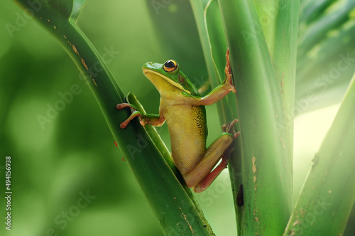 frog perched on leaf 