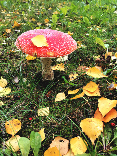 Red mushroom. Toadstool in the forest. Amanita on green grass among yellow autumn leaves