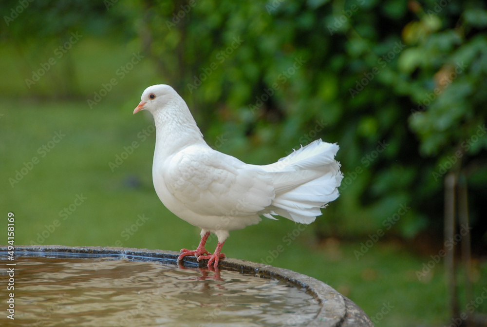 White pigeons on the fountain, Italy White pigeons on the fountain, Italy