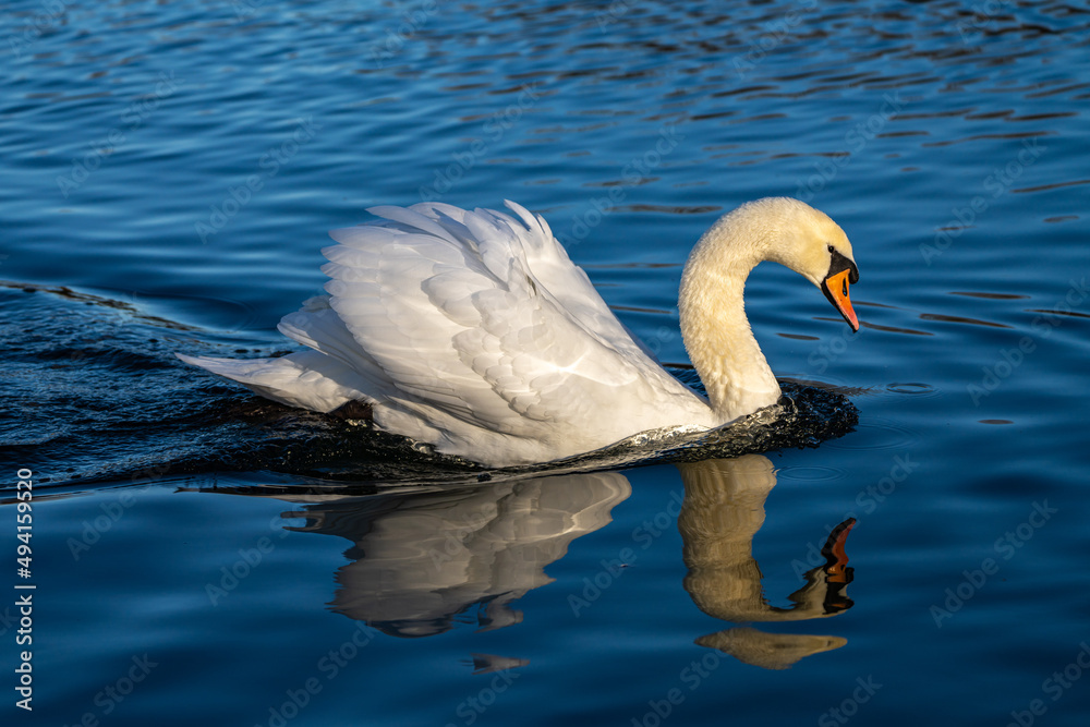 Mute swan, Cygnus olor swimming on a lake Mute swan, Cygnus olor swimming on a lake
