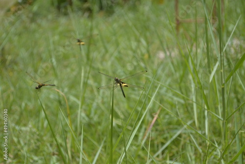 dragonfly perched on the green grass
