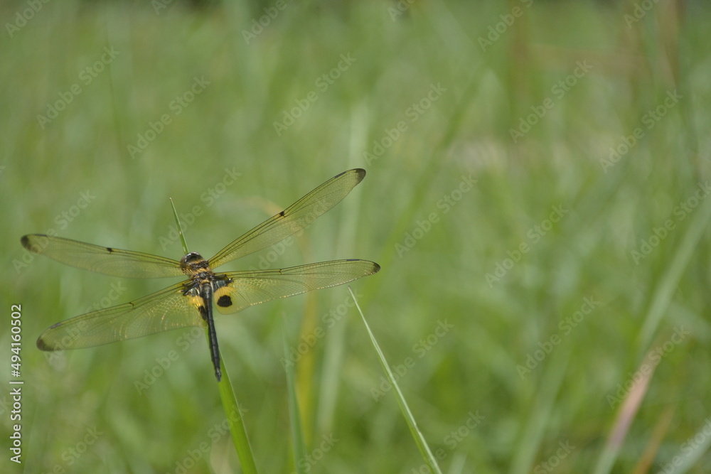 dragonfly perched on the green grass dragonfly perched on the green grass