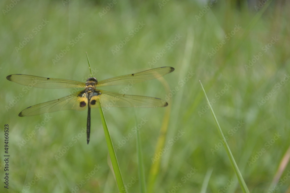 dragonfly perched on the green grass dragonfly perched on the green grass