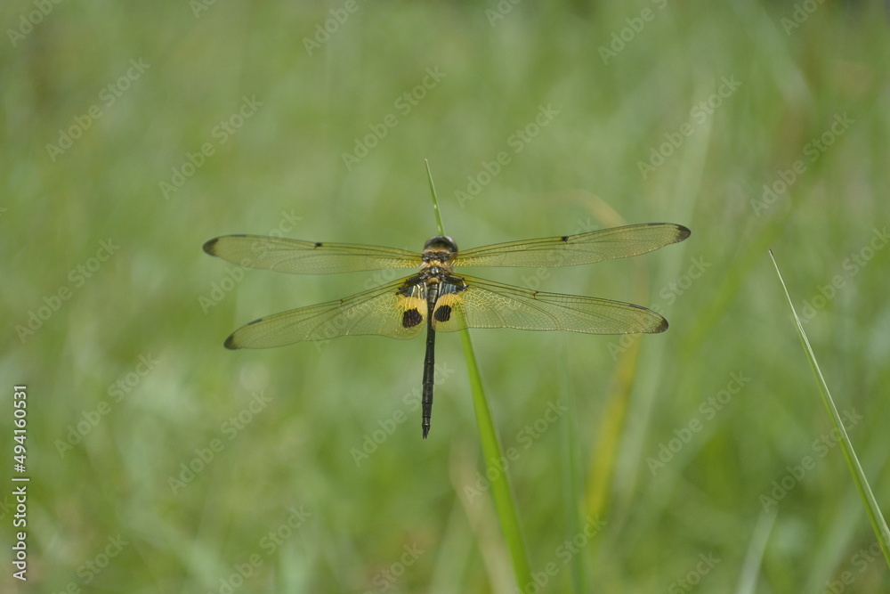 dragonfly perched on the green grass dragonfly perched on the green grass