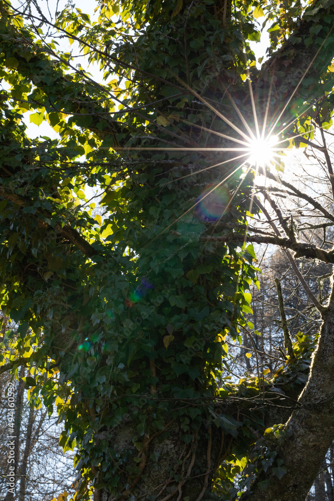 Obraz premium Efeu an Apfelbaum mit Sonnenstrahlen
