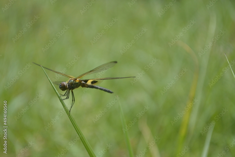 dragonfly perched on the green grass