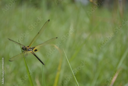 dragonfly perched on the green grass