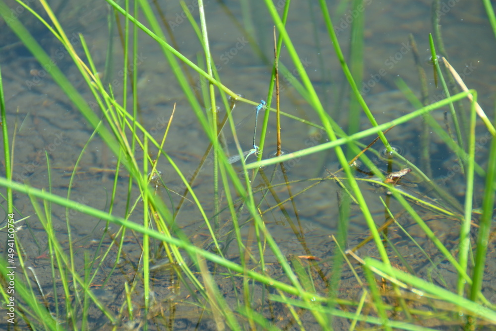 dragonfly perched on the green grass dragonfly perched on the green grass